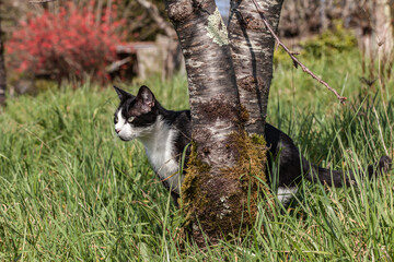 Fototapeta premium Allassac (Corrèze, France) - Chat à l'affût dans le jardin