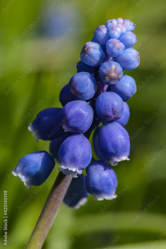 Wall mural Allassac (Corrèze, France) - Muscari - Vue macroscopique au printemps