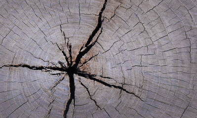 Deep radial crack in the cut of an old plane tree