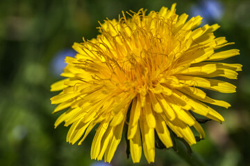 Allassac (Corrèze, France) - Vue macroscopique d'une fleur jaune de pissenlit
