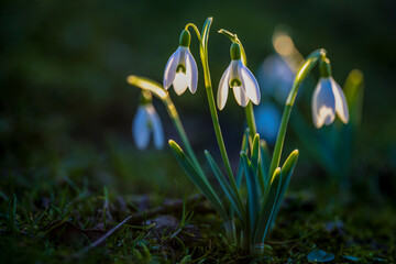 Fototapete bei efototapeten.de bestellen   