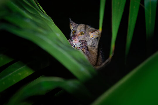 Northern Greater Galago - Otolemur Garnettii Also Garnett Greater Galago Or Small-eared Greater Galago, Nocturnal, Arboreal Primate Endemic To Africa, Eared Cute Brown Small Monkey