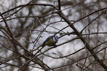 Sikora ,ptak na gałęzi