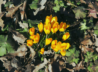 The first bright flowers bloomed in the spring
