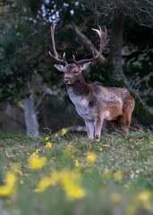 Fallow deer (Dama dama) in rutting season in  the forest of Amsterdamse Waterleidingduinen in the Netherlands. Forest in the background. Wildlife in autumn.