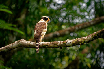 Laughing Falcon - Herpetotheres cachinnans also snake hawk, bird of prey in the falcon family...