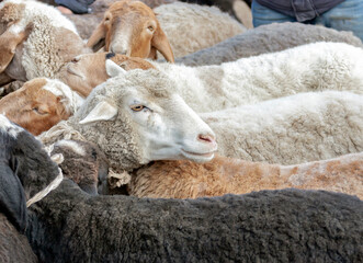 Obraz premium Head of domestic ram peeks out among the backs of other sheep in the market.