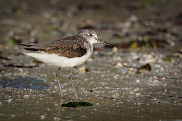 Common Greenshank - Tringa nebularia is a wader in family Scolopacidae, typical waders, black and...