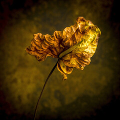 Dried autumn leaf isolated on a rustic background