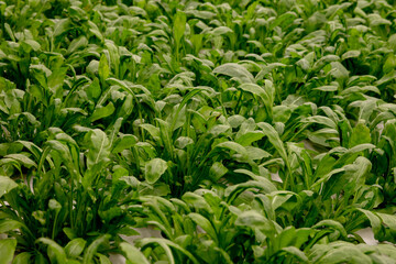 Fresh arugula leaves, close up. Lettuce salad plant, hydroponic vegetable leaves. Organic food ,agriculture and hydroponic conccept.