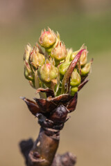 Allassac (Corr&egrave;ze, France) - Arbre fruitier au printemps - Vue macroscopique d'un bourgeon de Nashi