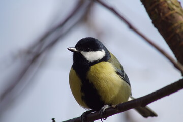 Sikora bogatka ,ptak na gałęzi 