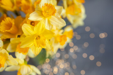 Fototapeta premium yellow daffodils and golden bokeh on a grey background