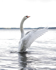 White mute swan (Cygnus olor) flapping wings on the water. Cloudy bright weather.