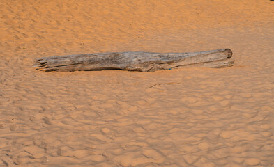 Kawałek drewna pień wyrzucony na plażę, jasny piasek.