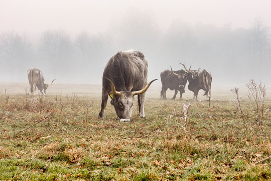 grazing Maremmana cattle at Kempenbroek Nature park, Weert, Netherlands.   Part of Tauros programme.
