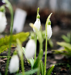 Obraz premium primrose snowdrops in the ground in the garden