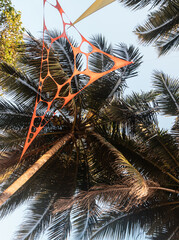 Drzewa palmy kokosowej na tle niebieskiego nieba, tropikalny naturalny krajobraz.