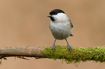 Fototapeta premium Coal tit or willow tit - Parus montanus , Parus palustris