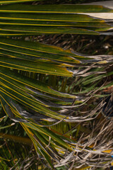 Naklejka premium Naturalne tło, zielone liście palmy kokosowej, zbliżenie.