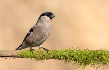 Eurasian bullfinch female ( Pyrrhula pyrrhula )
