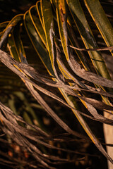 Obraz premium Naturalne tło, zielone liście palmy kokosowej, zbliżenie.