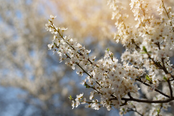 Spring flowering branch of sakura or cherry. Spring garden in the city in sunny weather.