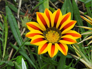 flor amarillo con pétalos en el parque