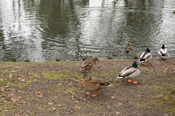 Dzikie kaczki nad stawem © Iwona