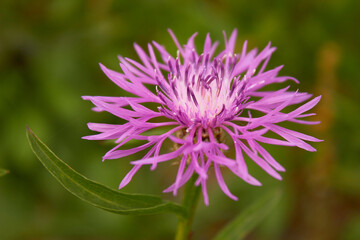 Cornflower meadow (Centaurea jacea).  The bright and charming of a beautiful lilac pink flower on a background of green grass.