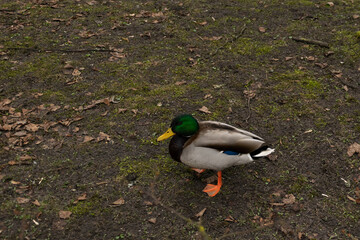 Dzika kaczka krzyżówka © Iwona