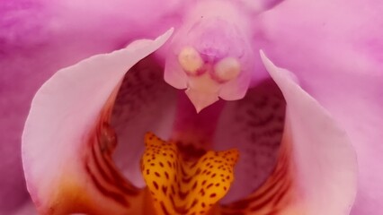 Closeup of a pink orchid flower  - Powered by Adobe