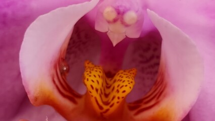 Closeup of a pink orchid flower  - Powered by Adobe