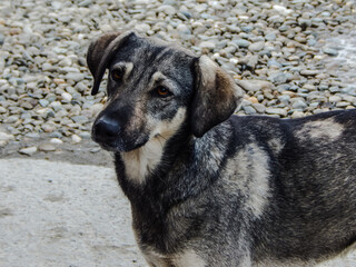 yard dog gray, looks around