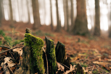 Close up of moss located on a felled tree.