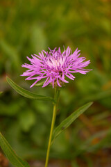 Cornflower meadow (Centaurea jacea).  The bright and charming of a beautiful lilac pink flower on a background of green grass.