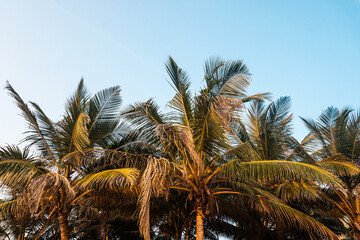 Drzewa palmy kokosowej na tle niebieskiego nieba, tropikalny naturalny krajobraz.
