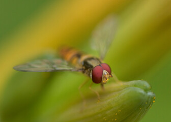 Hover Fly