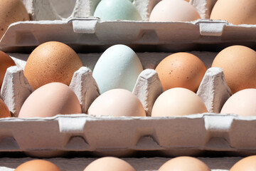 multicolored eggs in cardboard egg cartons