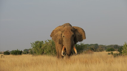 African Elephant