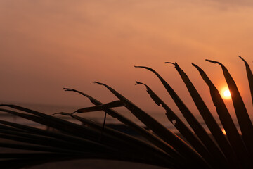 Liście palmy na tle zachodzącego słońca, piękne naturalne tło.