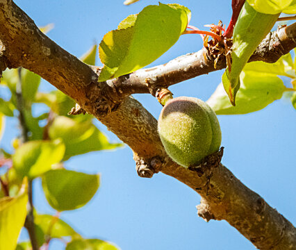 Una rama de albaricoque con su reciente fruto verde