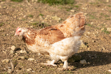 Hen faverolles in freedom
