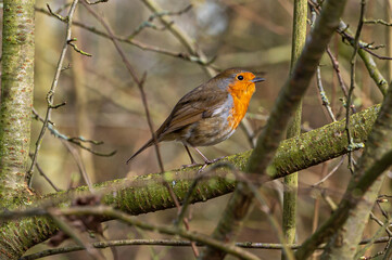 Robin perched on winter tree branches