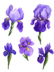 Fototapeta na wymiar Watercolor irises, irises watercolor, watercolor sketch with flowers, spring irises flowers