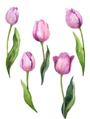 Watercolor tulips, tulips watercolor, watercolor sketch with flowers, spring tulips flowers