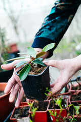 Obraz premium The hands of an elderly woman who takes care of the garden, planting seedlings of plants. Home gardening, sustainability, rustic lifestyle. High quality photo