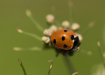 ladybug on a blade