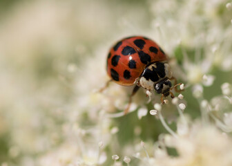 ladybird on a leaf