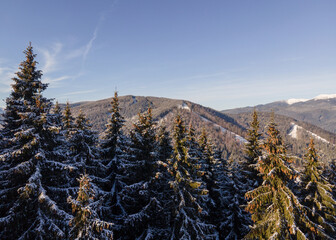 Aerial view of the dense forest of the Carpathian mountains covered with snow on a sunny winter day.
Drone flight over the treetops. Tourist directions and routes in Western Ukraine.